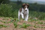 BARZOI 082